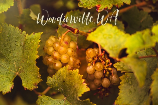 Woodinville Grapes 4